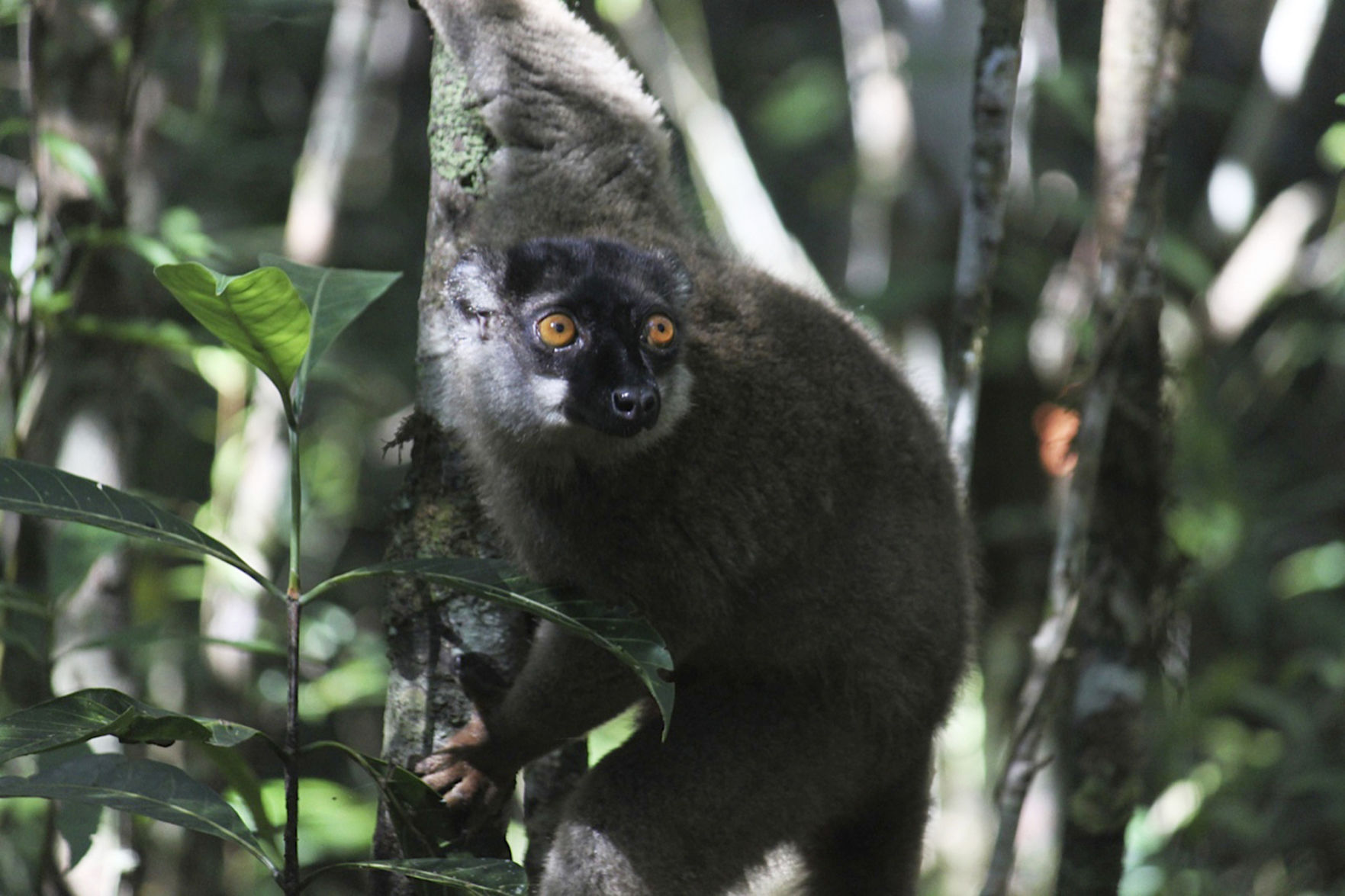 UN Extinction Report